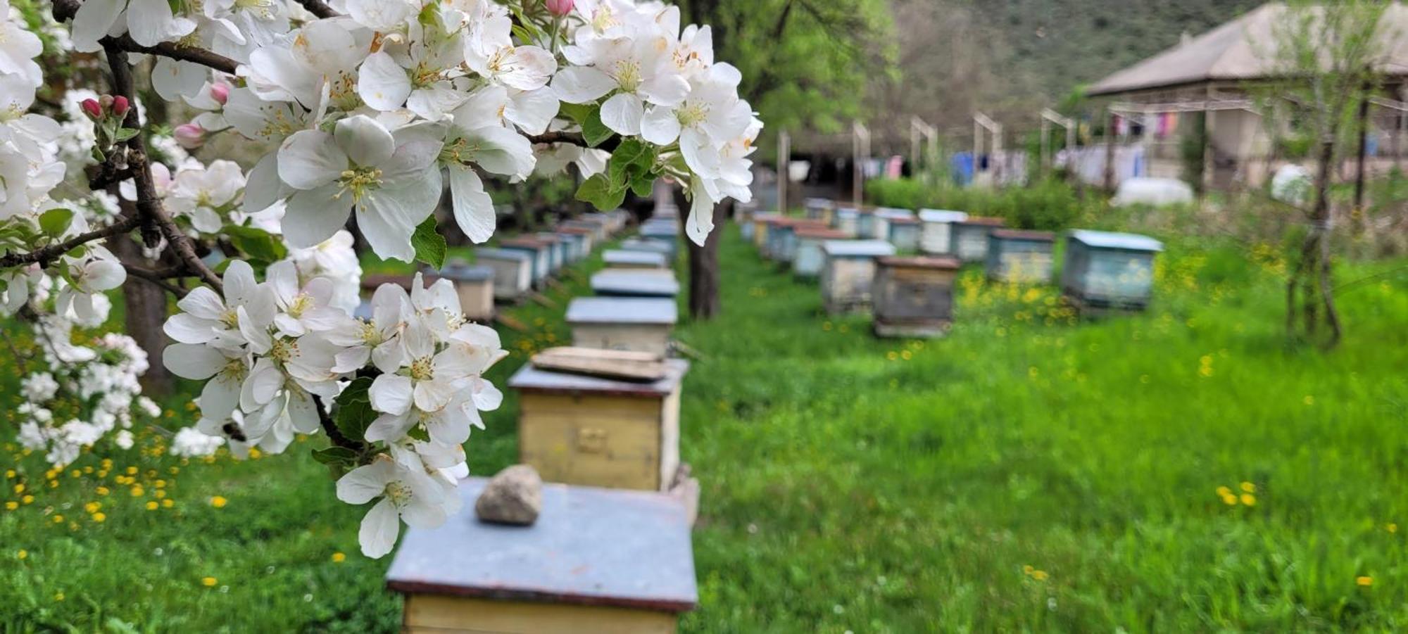 Bee House Hotel Pia Exterior photo
