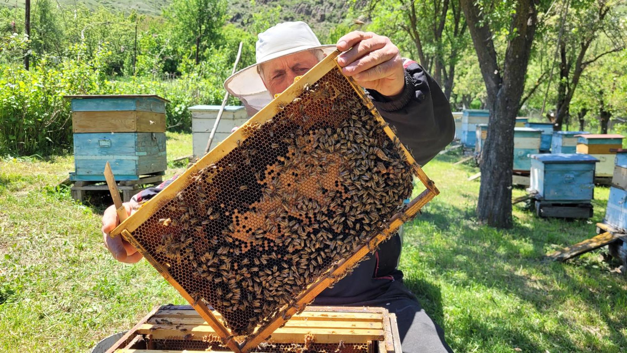 Bee House Hotel Pia Exterior photo